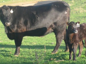 A Good Bongongo Angus Unit